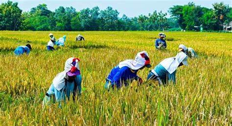 apa itu bisnis agraris dan contohnya