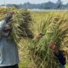 Petani-Dirugikan-Dengan-Naiknya-HPP-Beras-dan-Gabah.jpeg