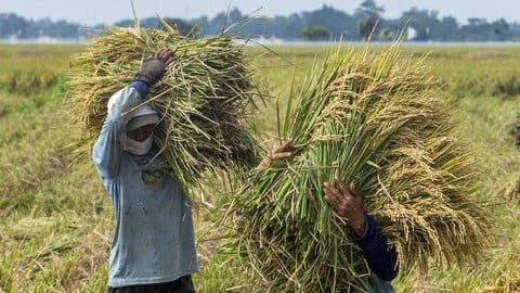 Petani-Dirugikan-Dengan-Naiknya-HPP-Beras-dan-Gabah.jpeg