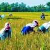 apa itu bisnis agraris dan contohnya